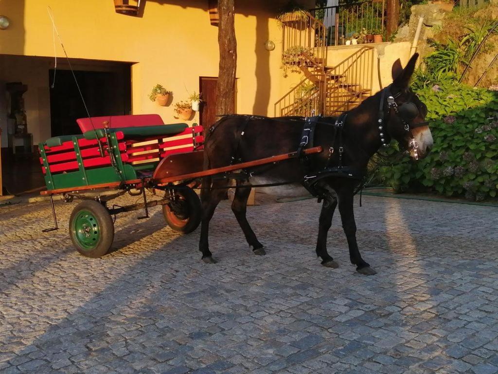 Quinta De Carcavelos Agroturismo E Enoturismo Celorico De Basto Esterno foto