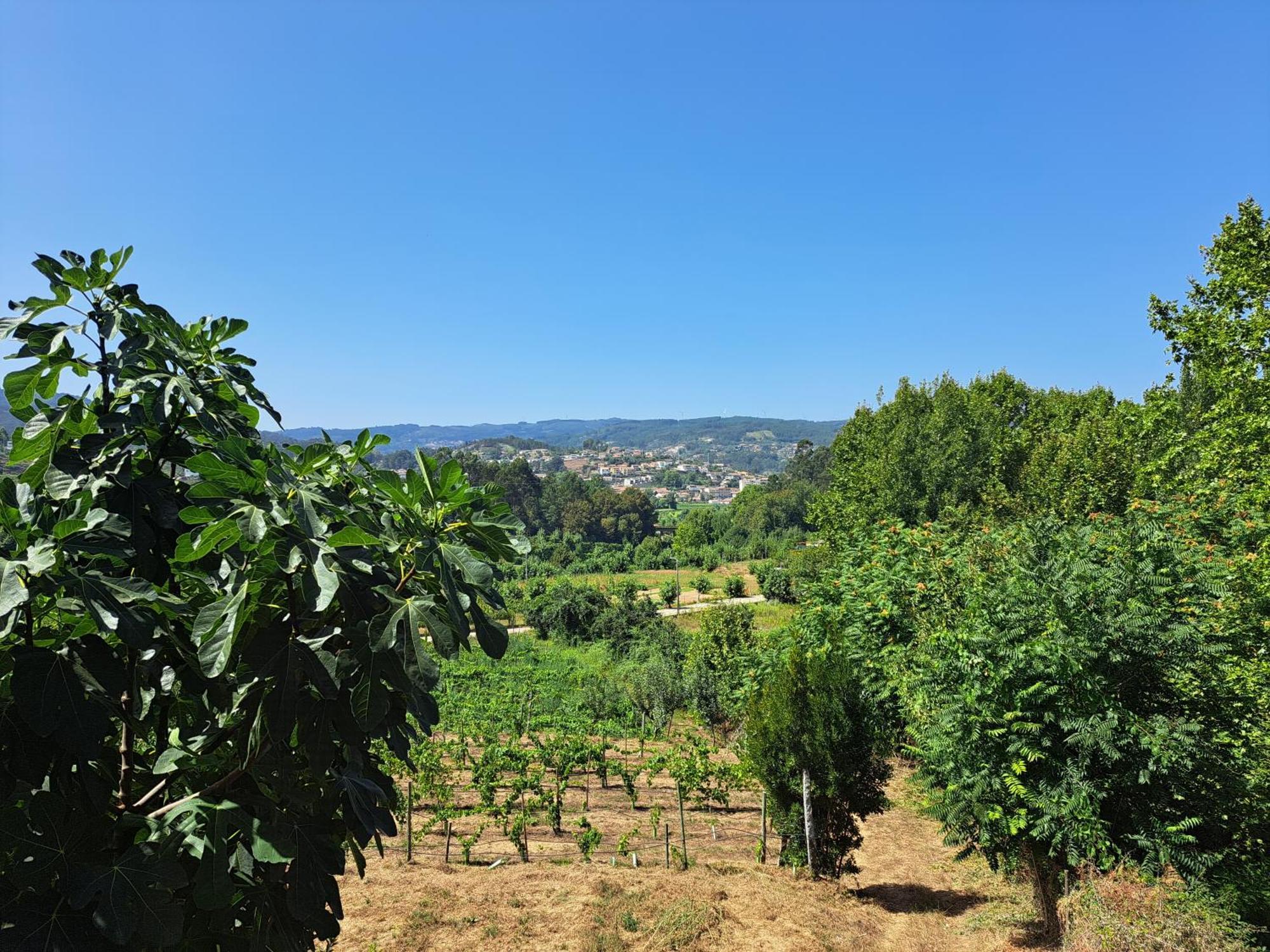 Quinta De Carcavelos Agroturismo E Enoturismo Celorico De Basto Esterno foto